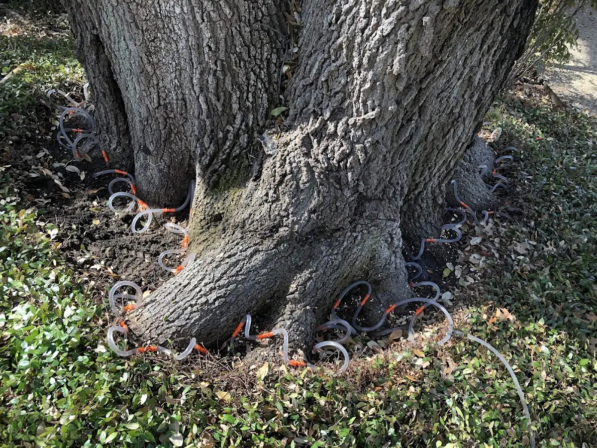 Detailed Tree Cabling and Bracing job site in White