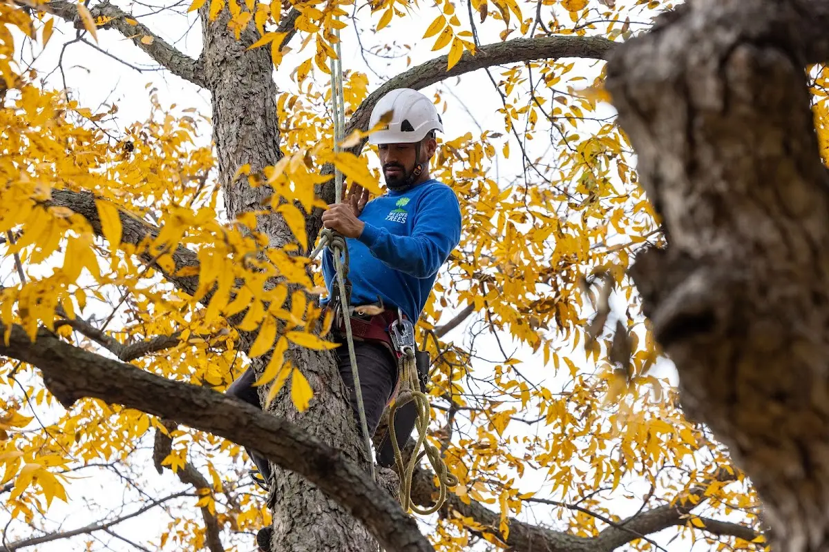 Skilled Storm Damage Cleanup crew working in White